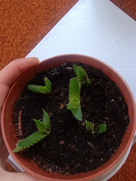 Aloesowe  sadzonki