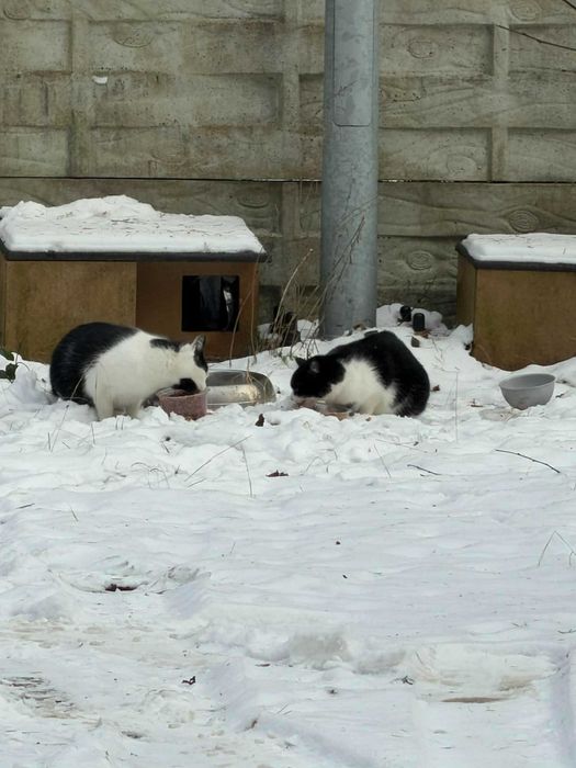 Kto pokocha takie cudowności?