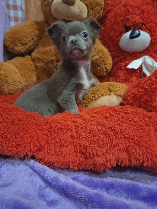 Чарівні малята чіхуахуа. Коббі тип.