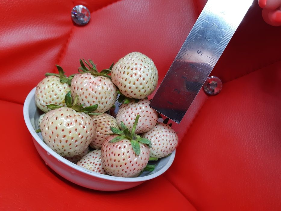 Саджанці білої полуниці Білий швед сажанци белой клубники Белый швед