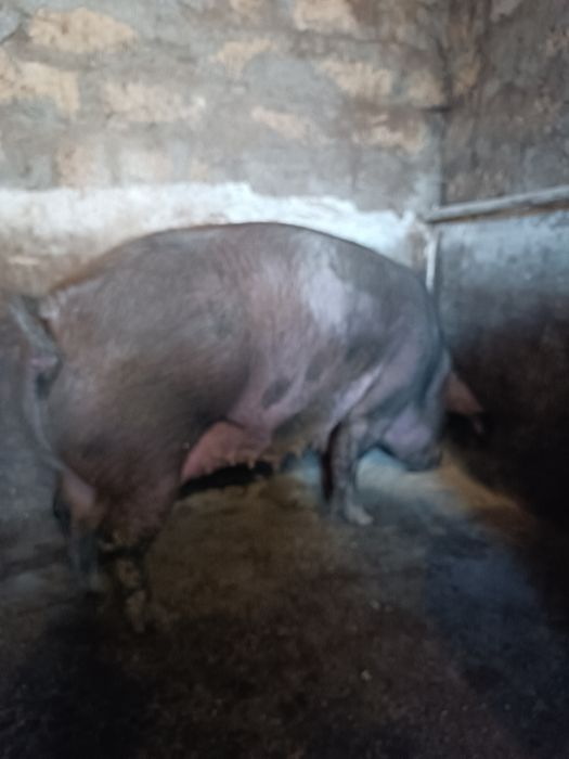 Свиньи живым весом