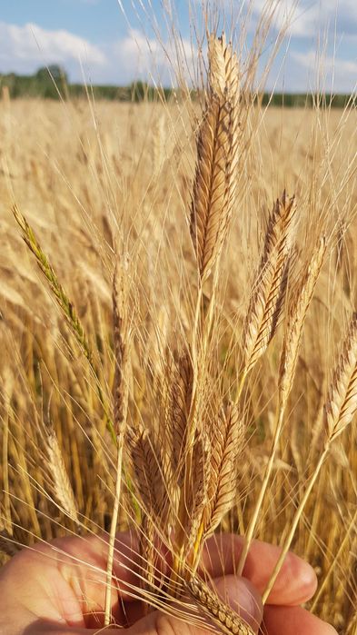 mąka z Samopszy Płaskurki eko Samopsza Płaskurka Makarony Kasza otręby
