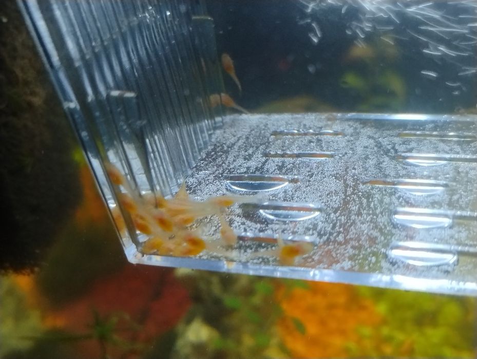 Młode zbrojniki złote Ancistrus