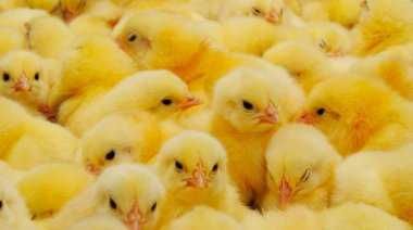 ІнкубацІйнІ  яйця  - ХАЙСЕКС ВАЙТ