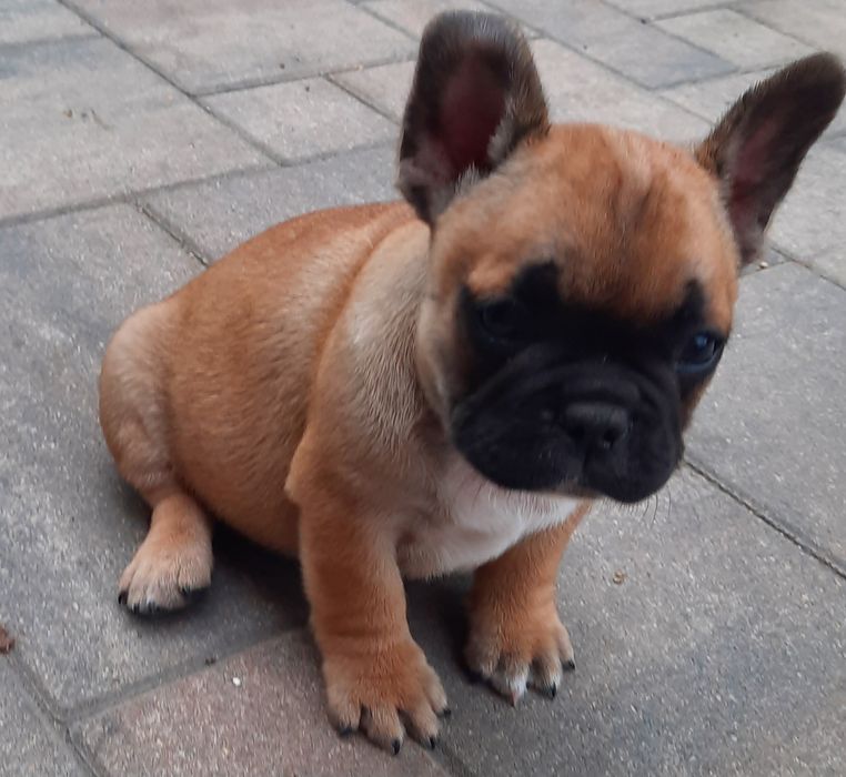 Buldog francuski