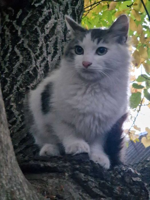 котик у відповідальну сім'ю