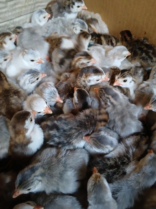 Цесарки. Цесарята.