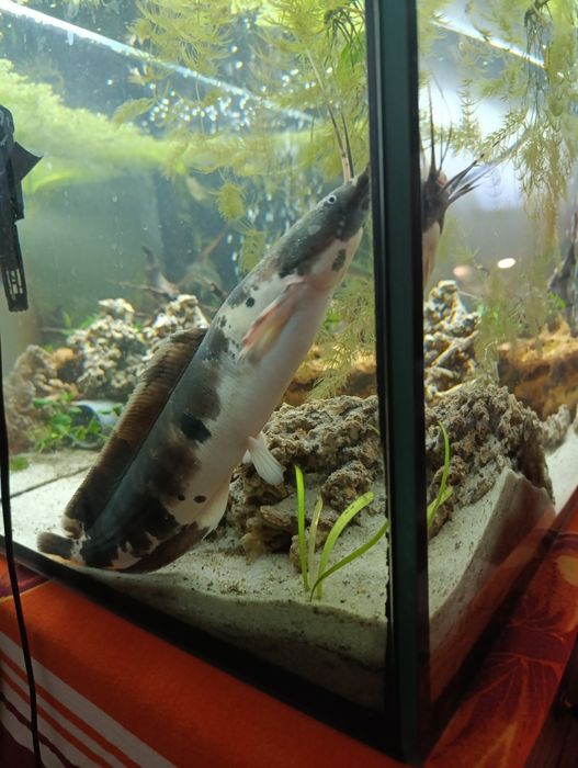 Sum Clarias Batrachus