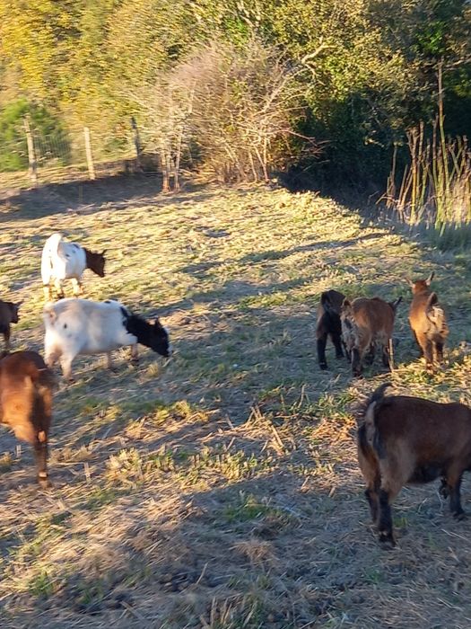 Cabritos anões machos