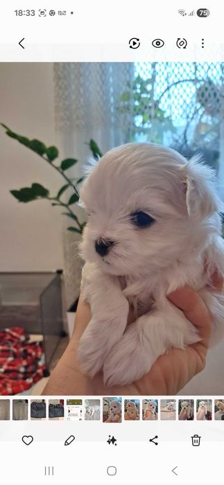 Śliczny malutki maltańczyk