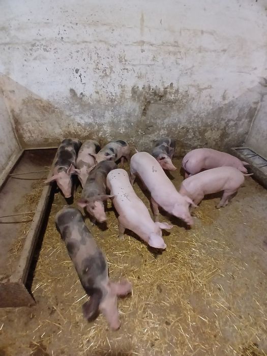 продам поросята м'ясного напрямку