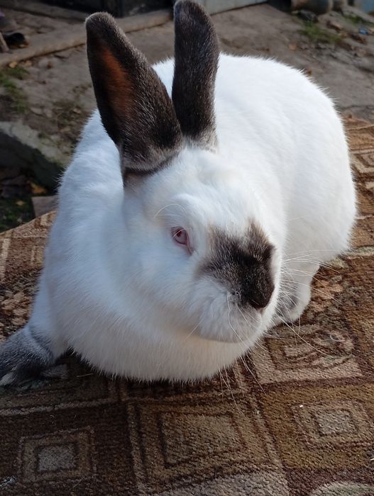 Кролі Каліфорнія