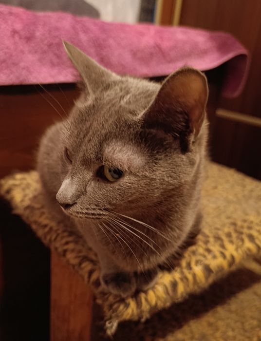 Кіт. Киця. Кошеня.