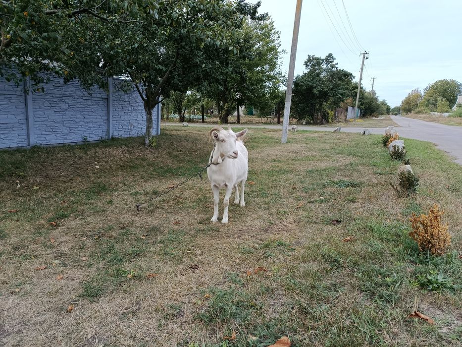 Продам.       коз