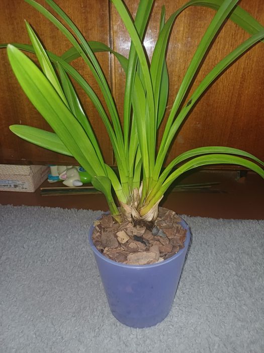 Цимбидиум детка темно -бордовая.