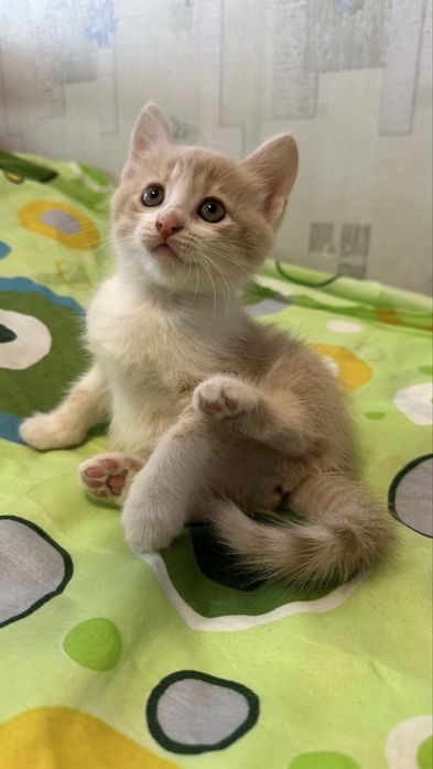 Кошеня ніжна дівчинка котенок Леся