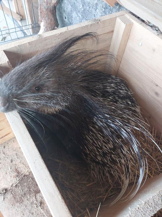 Sprzedam Jeżozwierze