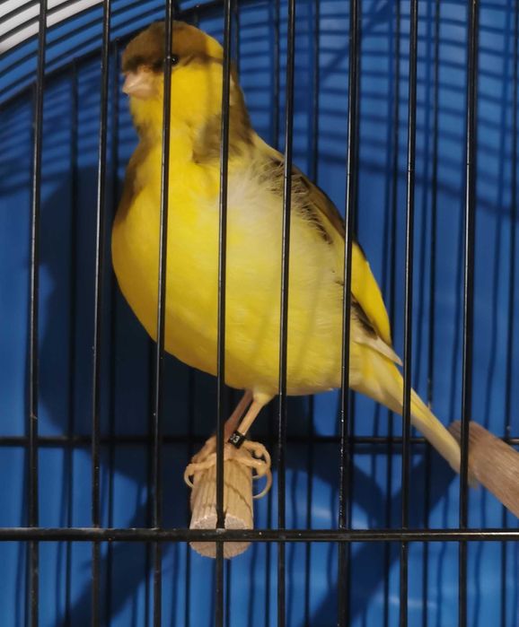 Últimos Canários Border (Machos)