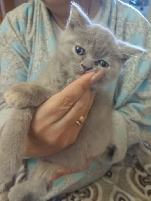 Шотландские котята