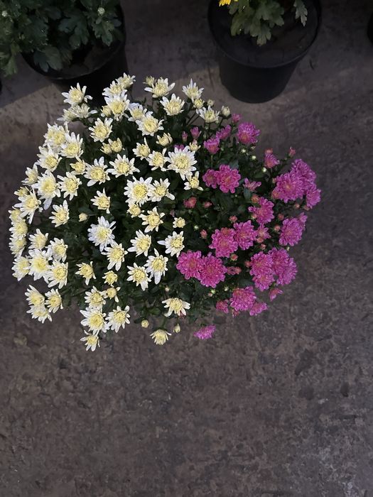 Хризантема мультифлора