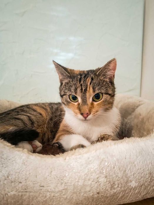 Molly do adopcji