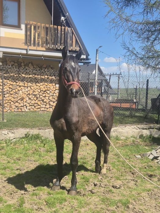 Sprzedam klacz i ogiera slaskiego