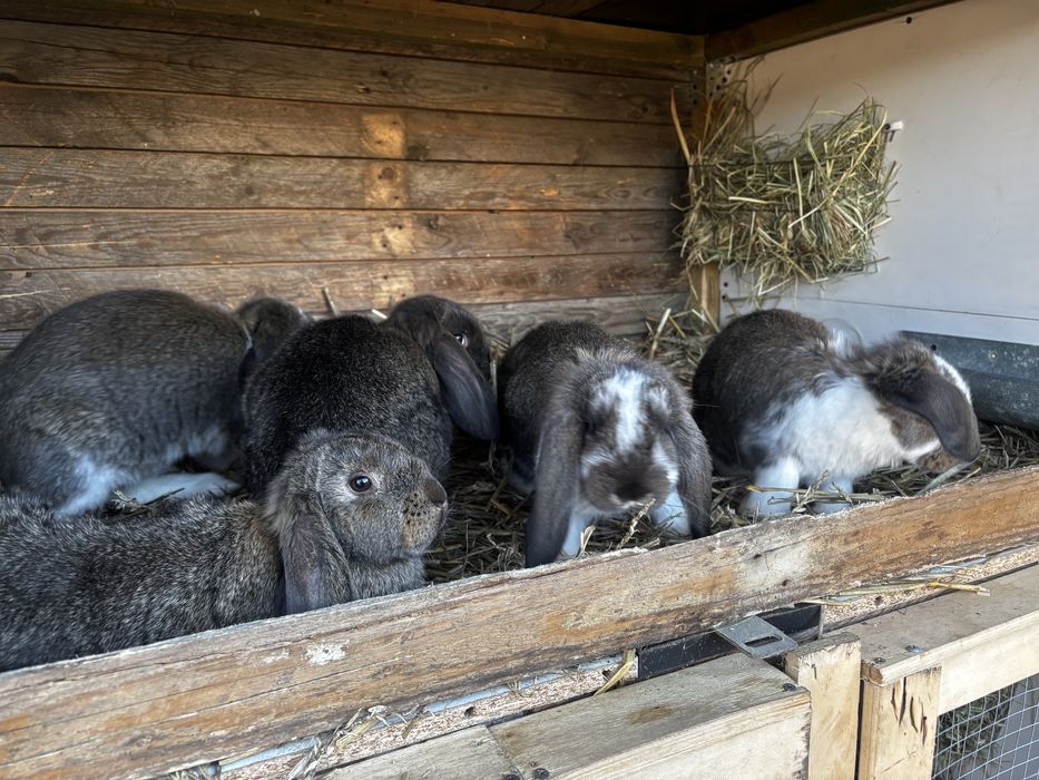 Kroliki barany francuskie