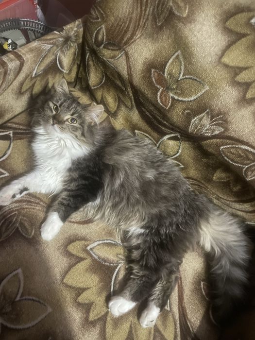 Кішечка киця котик