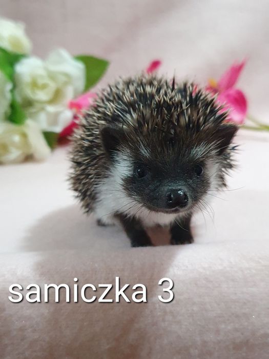 Jez jeżyki jeżolki jeż pigmejski jez afrykanski