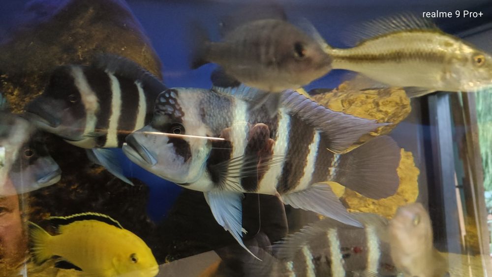 Frontosa blue zaire moba