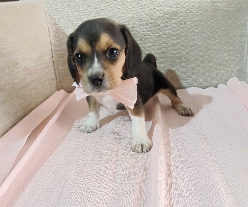 Beagle fêmea maravilhosa