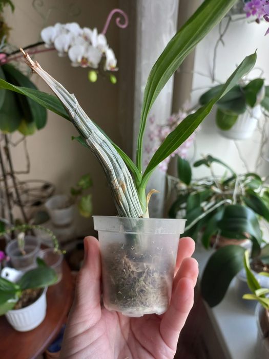 орхідея катасетум Catasetum pileatum 'Red Pena