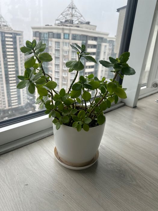 Каланхое кімнатна квітка 40 см