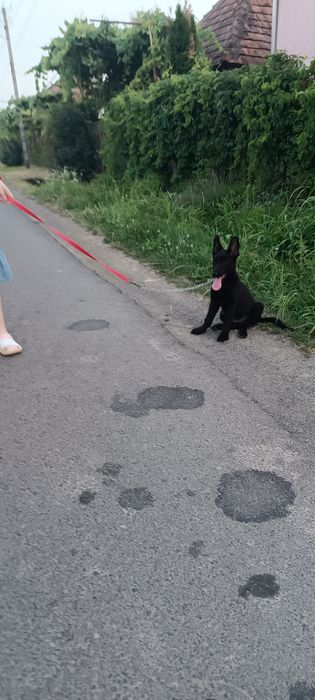 Цуцик німецька вівчарка