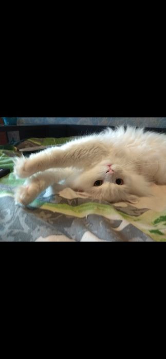 Мей-кун, Коне-корса, Алабай