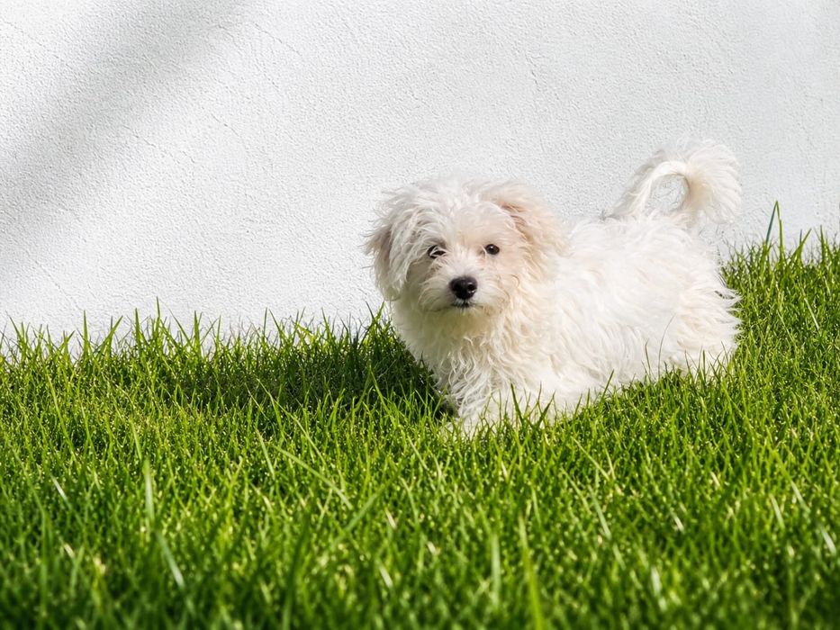 Bichon maltês machinho