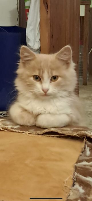 Маленькие котята ищут добрых хозяев. Только Николаев!!!