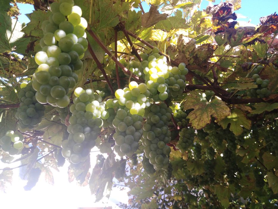 Саджанці неукривного винограду