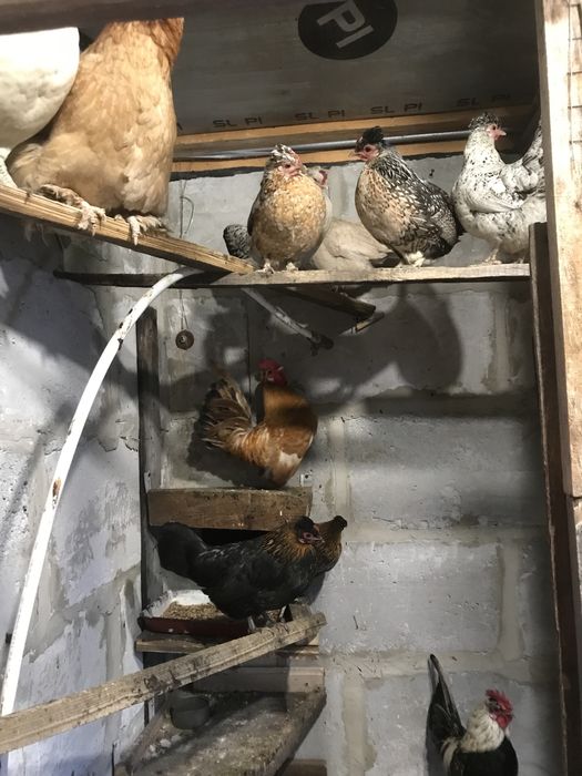 Продам мини куры петушки