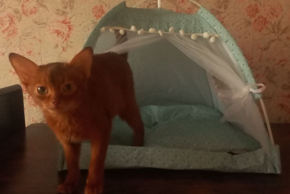 Абиссинский котёнок девочка