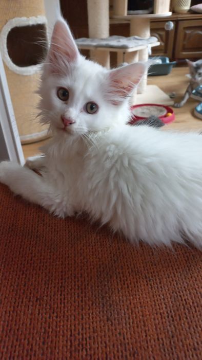 Kocurek Maine Coon