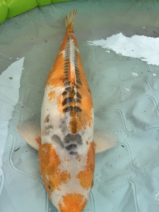 Carpa koi hi shushui female 85+