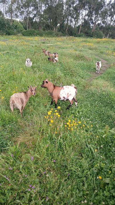 Vendo rebanho de cabras