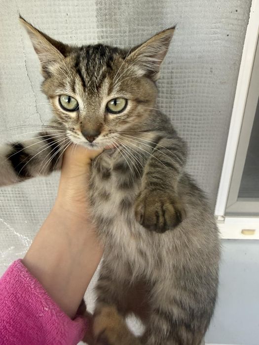 Кошенята в добрі руки