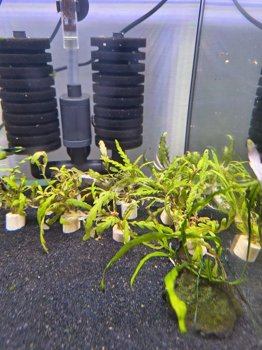 Hygrophila pinnatifida