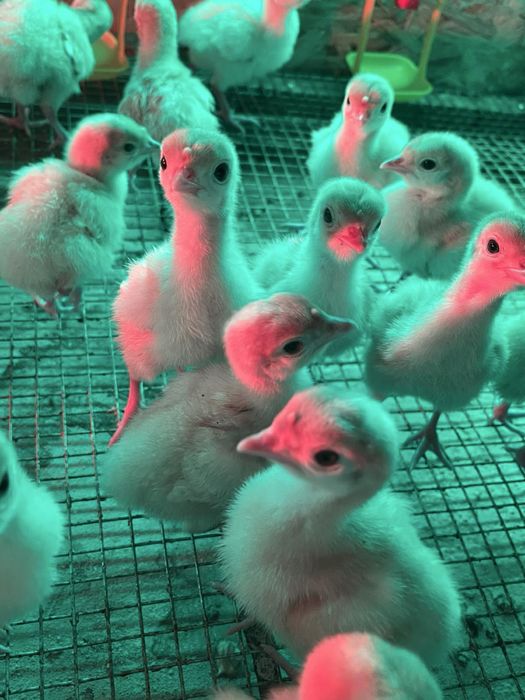 Індичата важкого кросу БІГ-6