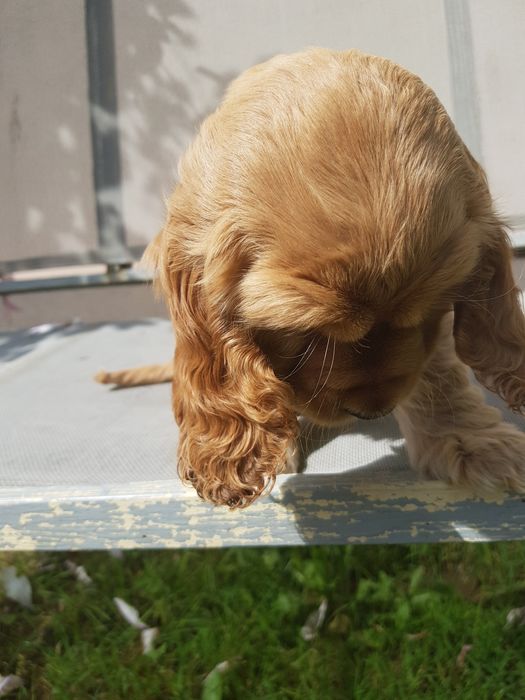 Suczka Cocker Spaniel Angielski