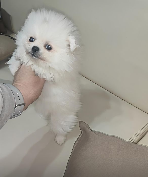 Spitz Alemão macho anão