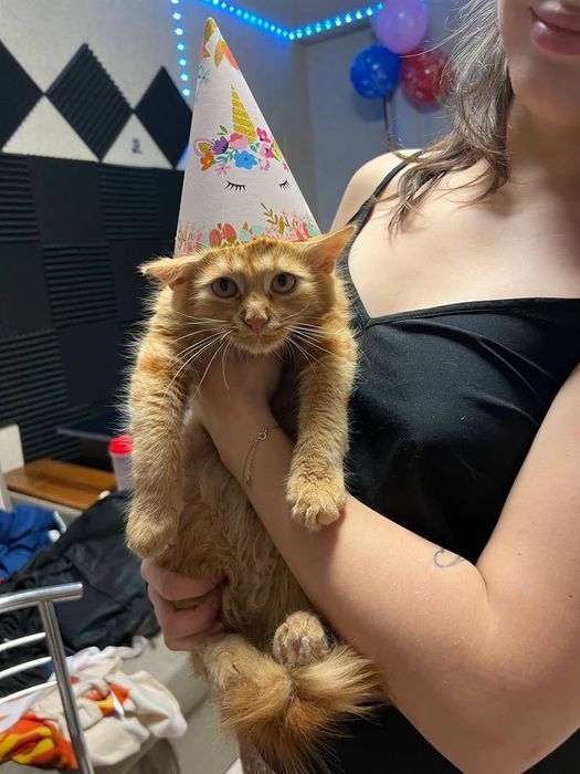 Котик в добрі руки