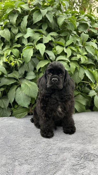 Cocker spaniel Americano